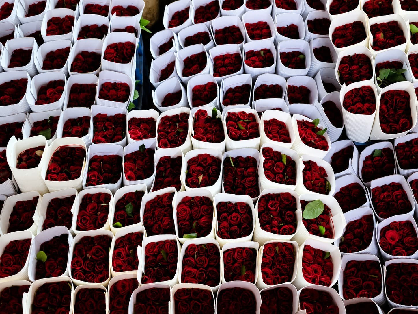 Precision greenhouse central pathway at Kaivalya Khanapure Farms