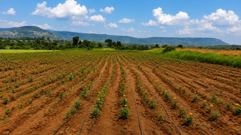 Open field marigold cultivation with drip irrigation at Kaivalya Khanapure Farms
