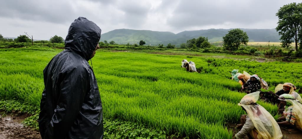 Traditional monsoon paddy planting at Kaivalya Khanapure Farms