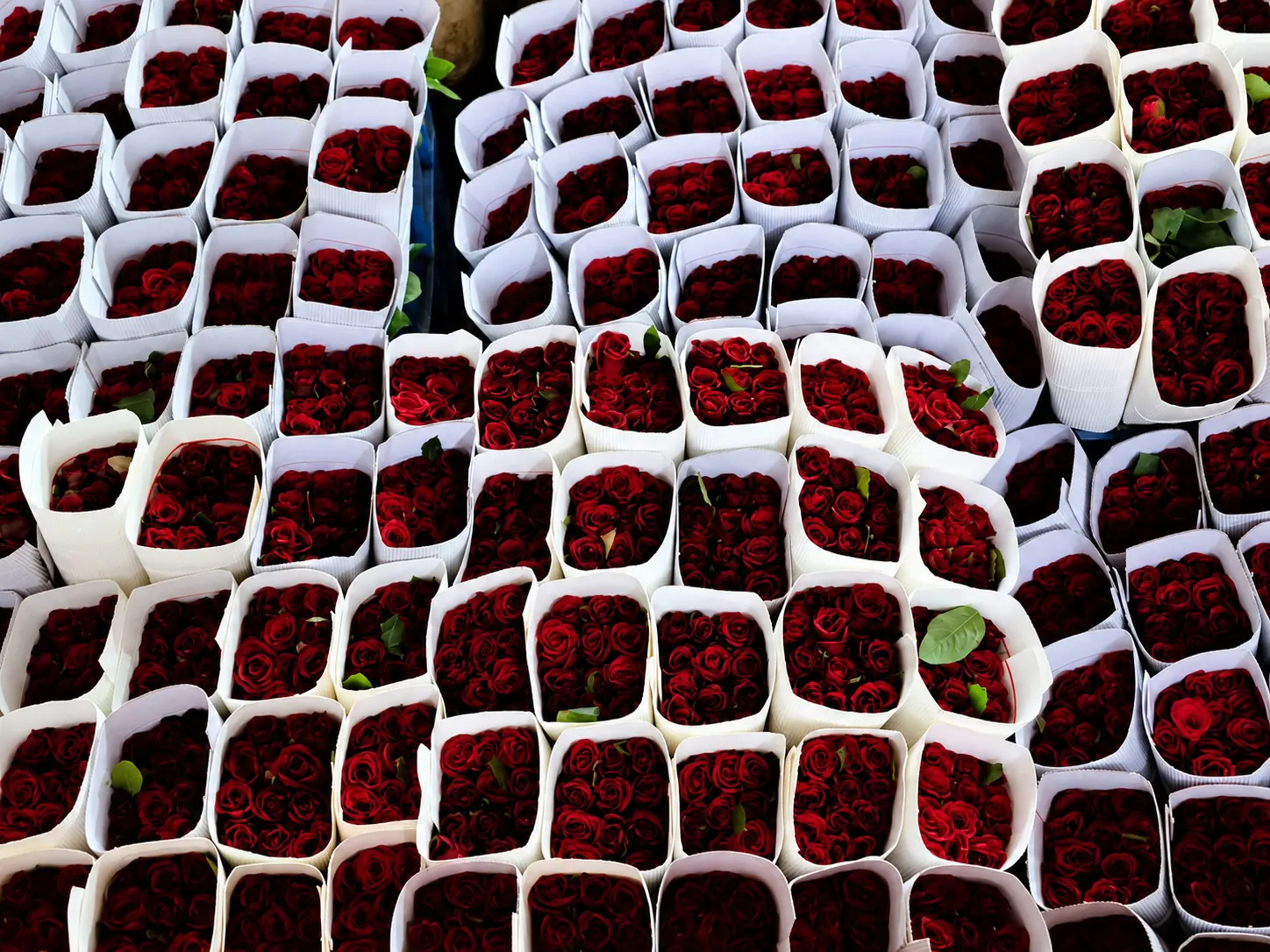 Red roses packed in paper sleeves after harvest