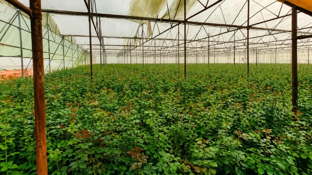 Rows of rose plants inside a greenhouse at Kaivalya Khanapure Farms