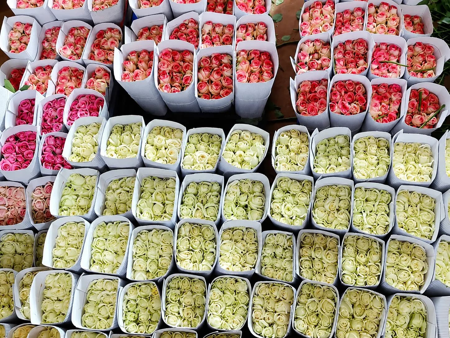 White, cream and pink roses packed in paper sleeves after harvest