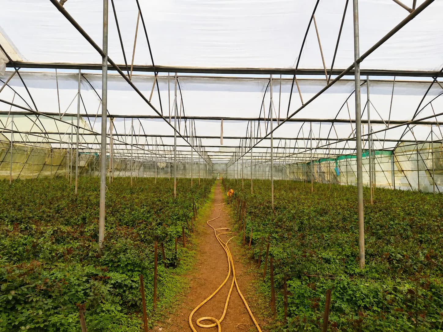 Central pathway between rose beds inside a greenhouse at Kaivalya Khanapure Farms