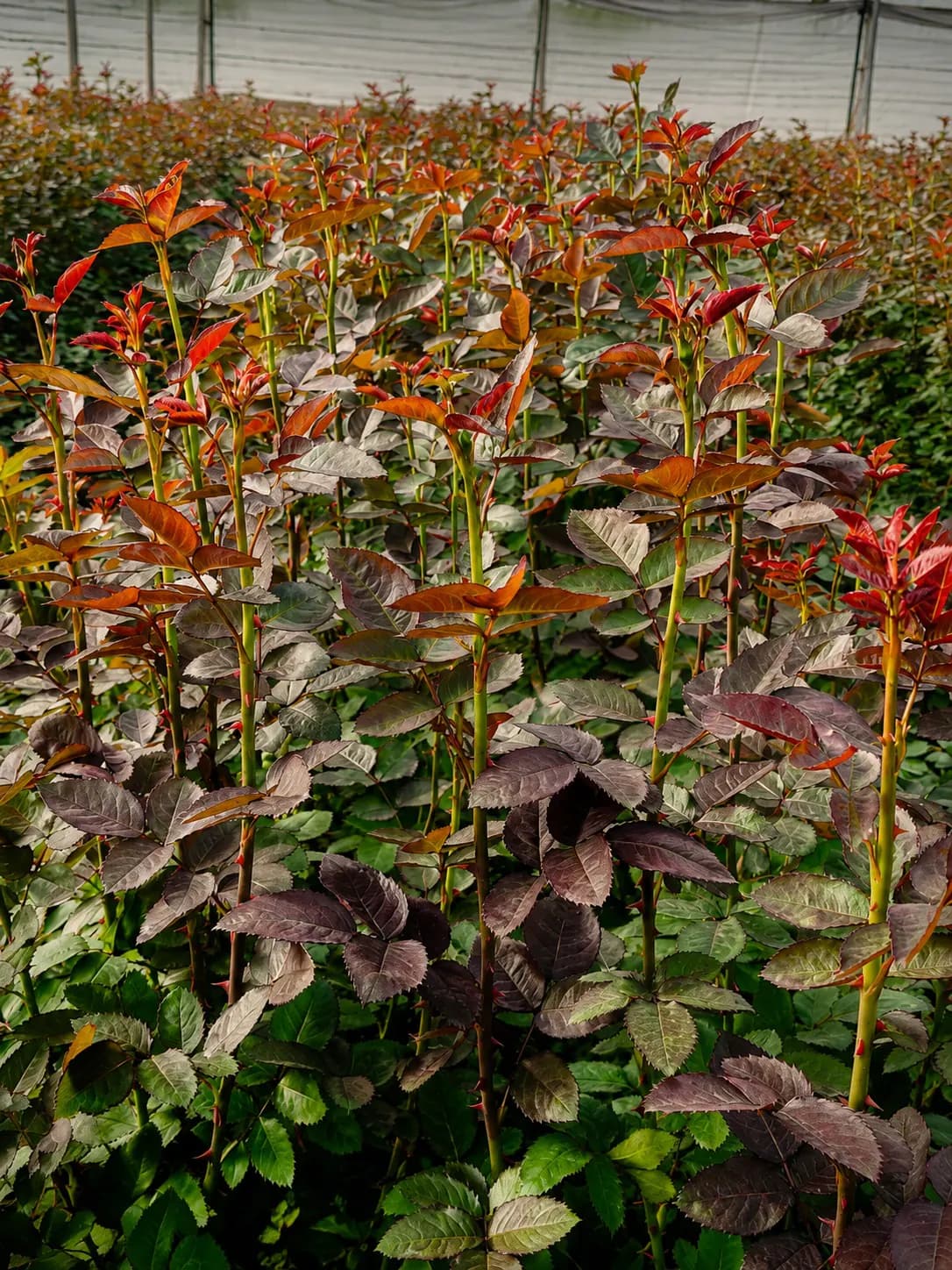 Rose plants with new bronze-red foliage inside the greenhouse